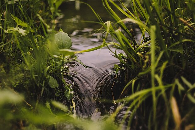 eau au milieu de l'herbe